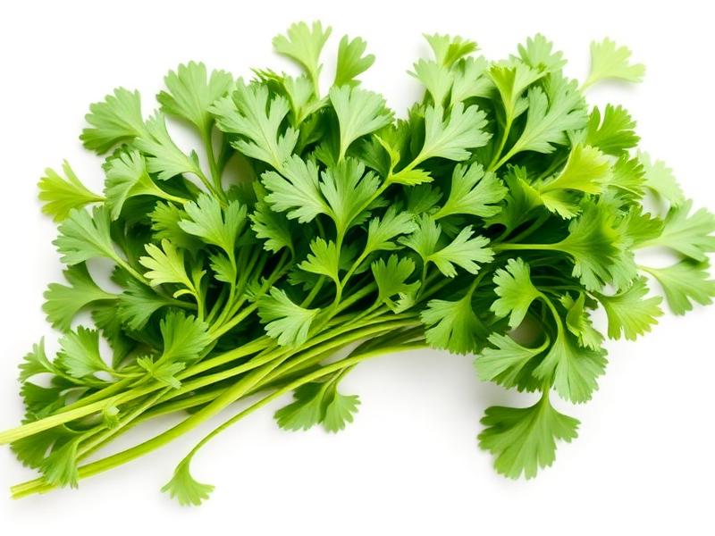 Fresh coriander at our West Patel Nagar shop